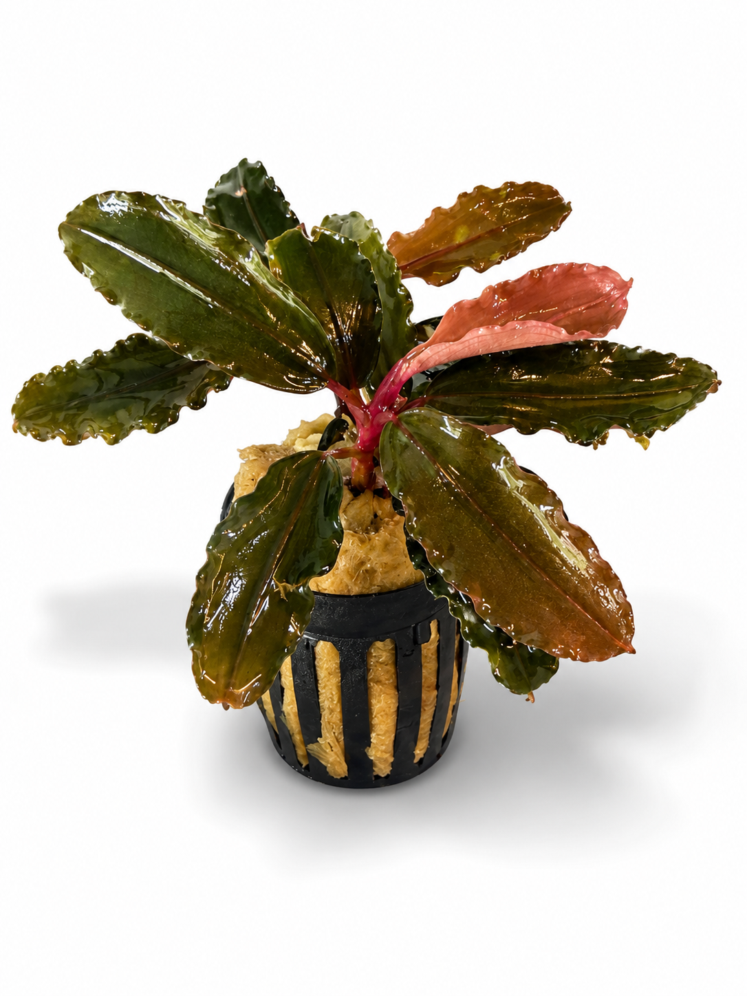 Bucephalandra - Bucephalandra -