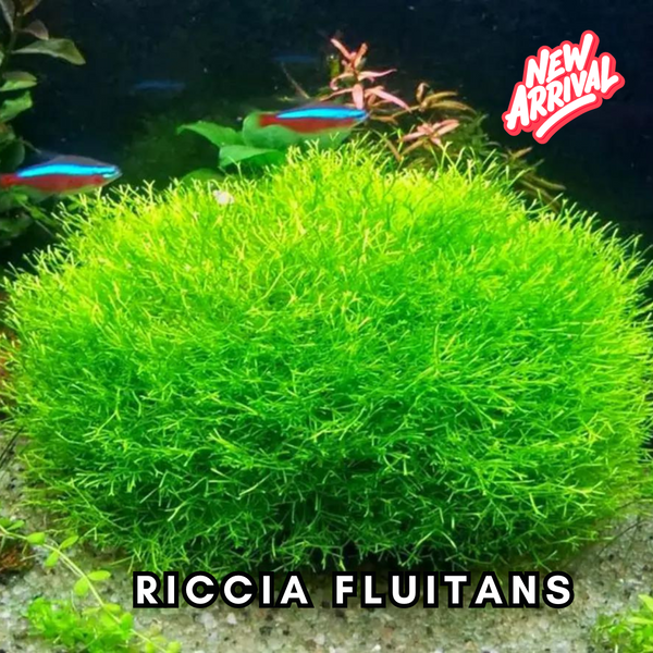 Riccia fluitans - Crystalwort Moss