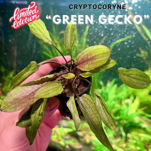 Cryptocoryne "Green Gecko"