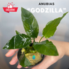Anubias - " Godzilla"