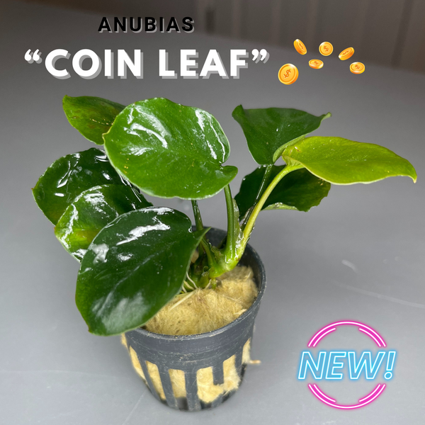 Anubias "Coin Leaf"