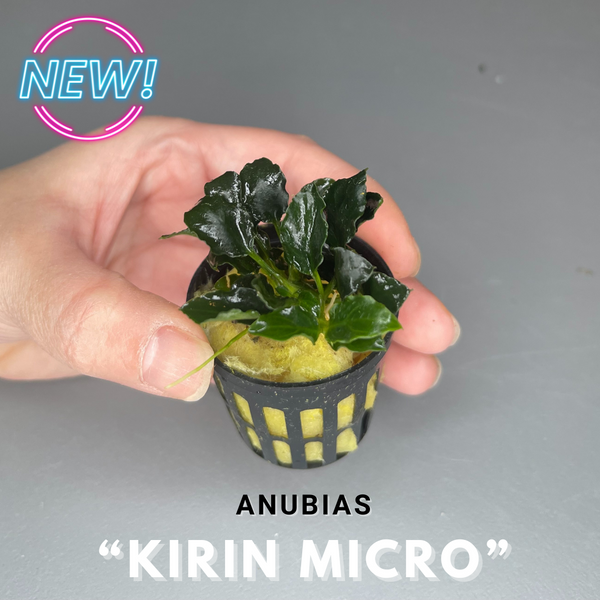 Anubias "Kirin Micro"