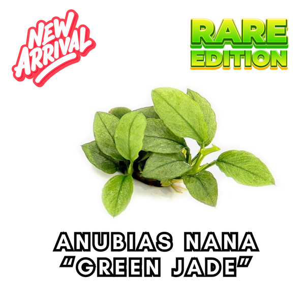 Anubias Nana " Green Jade"