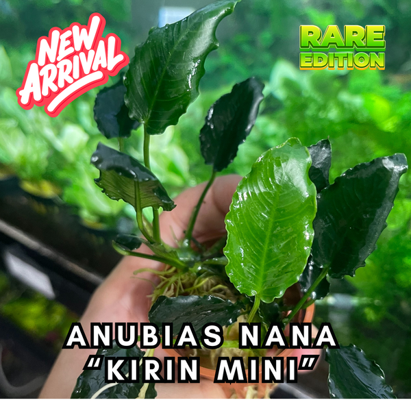 Anubias Nana " Kirin Mini"