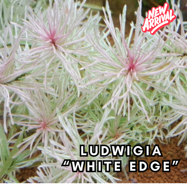 Ludwigia "White Edge" *Rare*