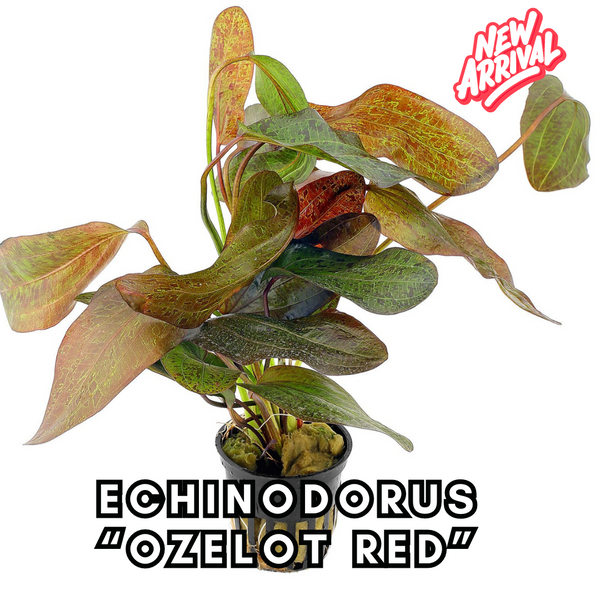 Echinodorus Ozelot Red
