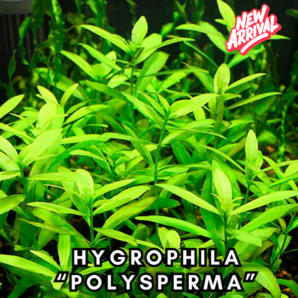 Hygrophila Polysperma