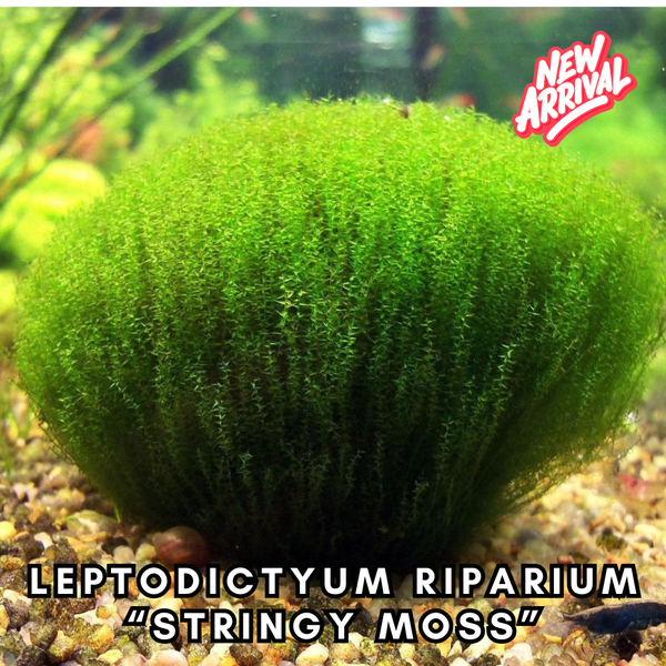 Stringy Moss - Leptodictyum Riparium