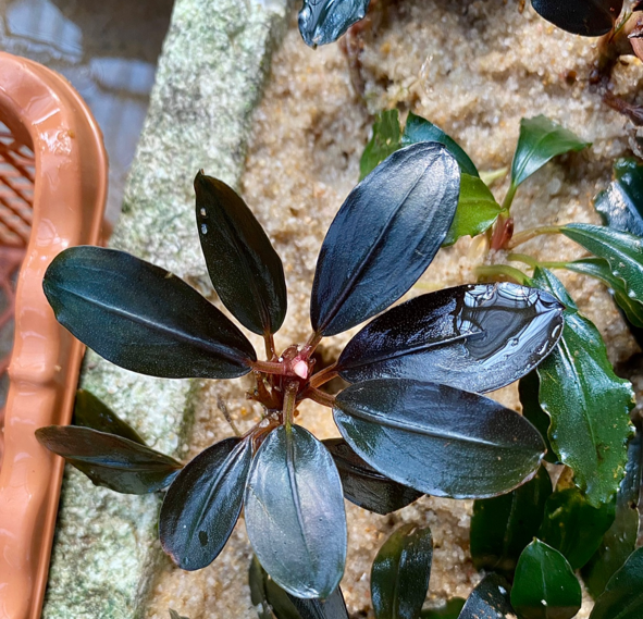 Bucephalandra - Pandora Queen