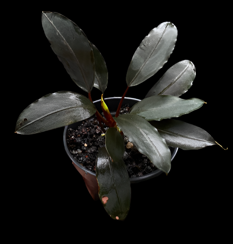 Bucephalandra Bucephalandra