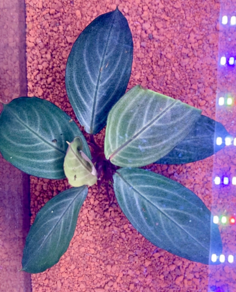 Bucephalandra - Pearl Grey Bucephalandra - Pearl Grey