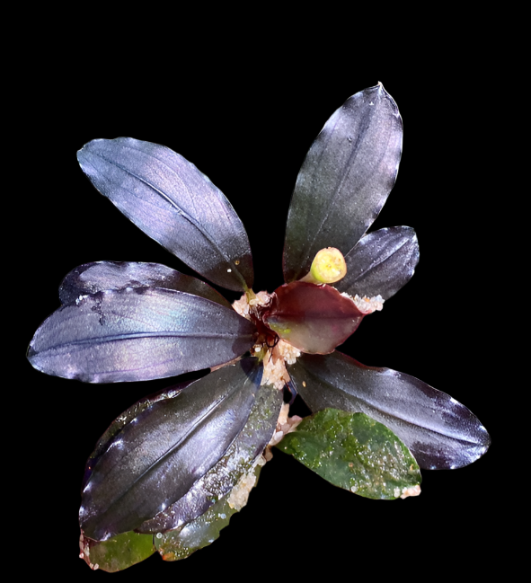 Bucephalandra - Metallic Black