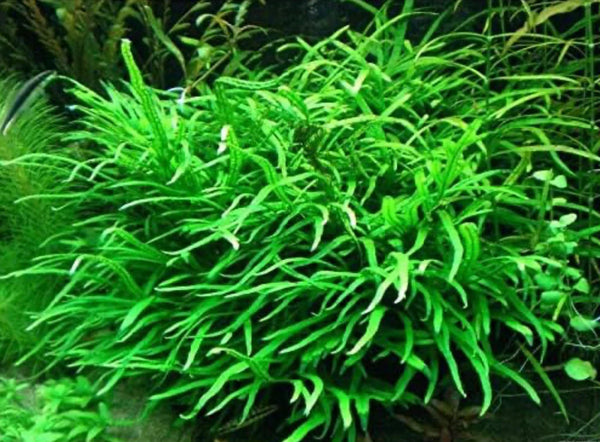 AquaFlora Canada: Elevate Your Tank with Live Aquarium Plants