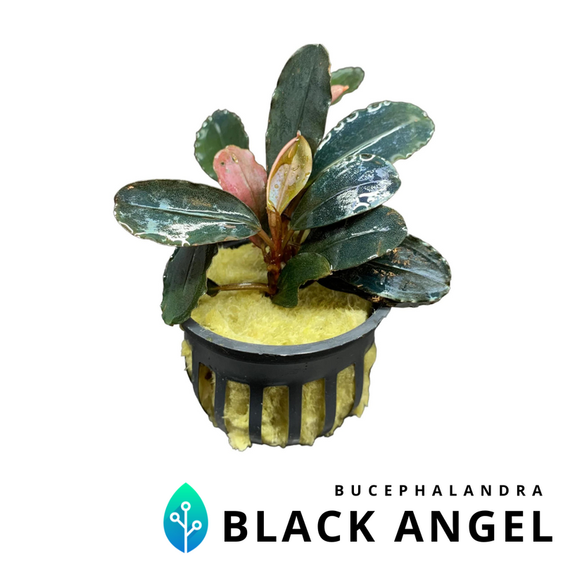 水草 BUCEPHALANDRA Wave Festival 水草 BUCEPHALANDRA Wave Festival 水草 BUCEPHALANDRA Wave Festival