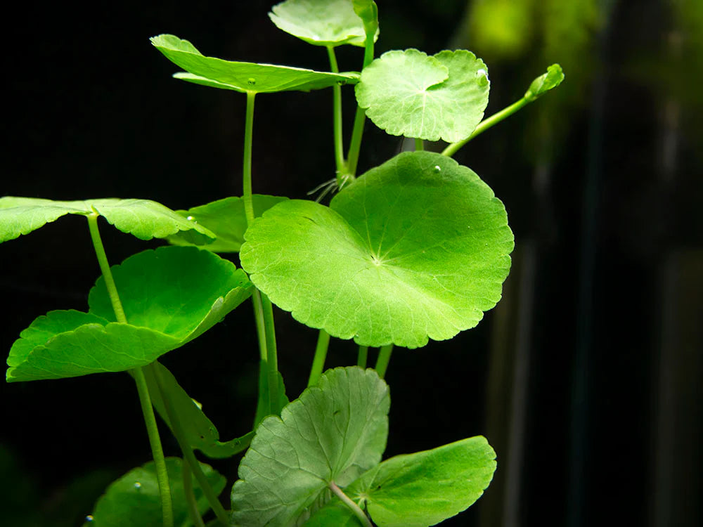 Hydrocotyle Leucocephala hydrocotyle-leucocephala