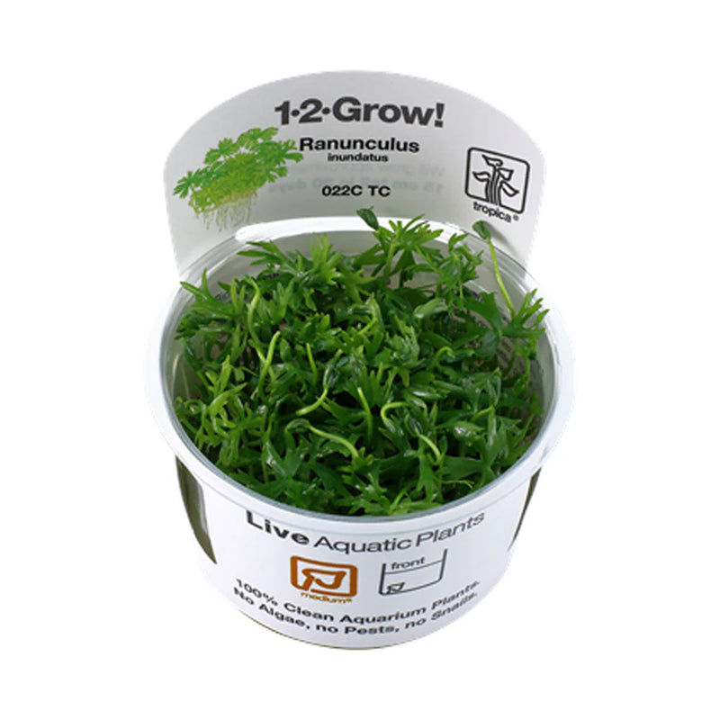 Bucephalandra 