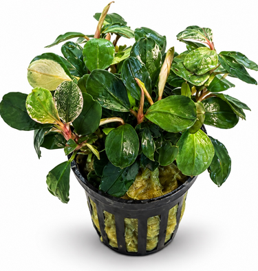 Bucephalandra AquaFlora Canada Collection - Kedagang Marvels