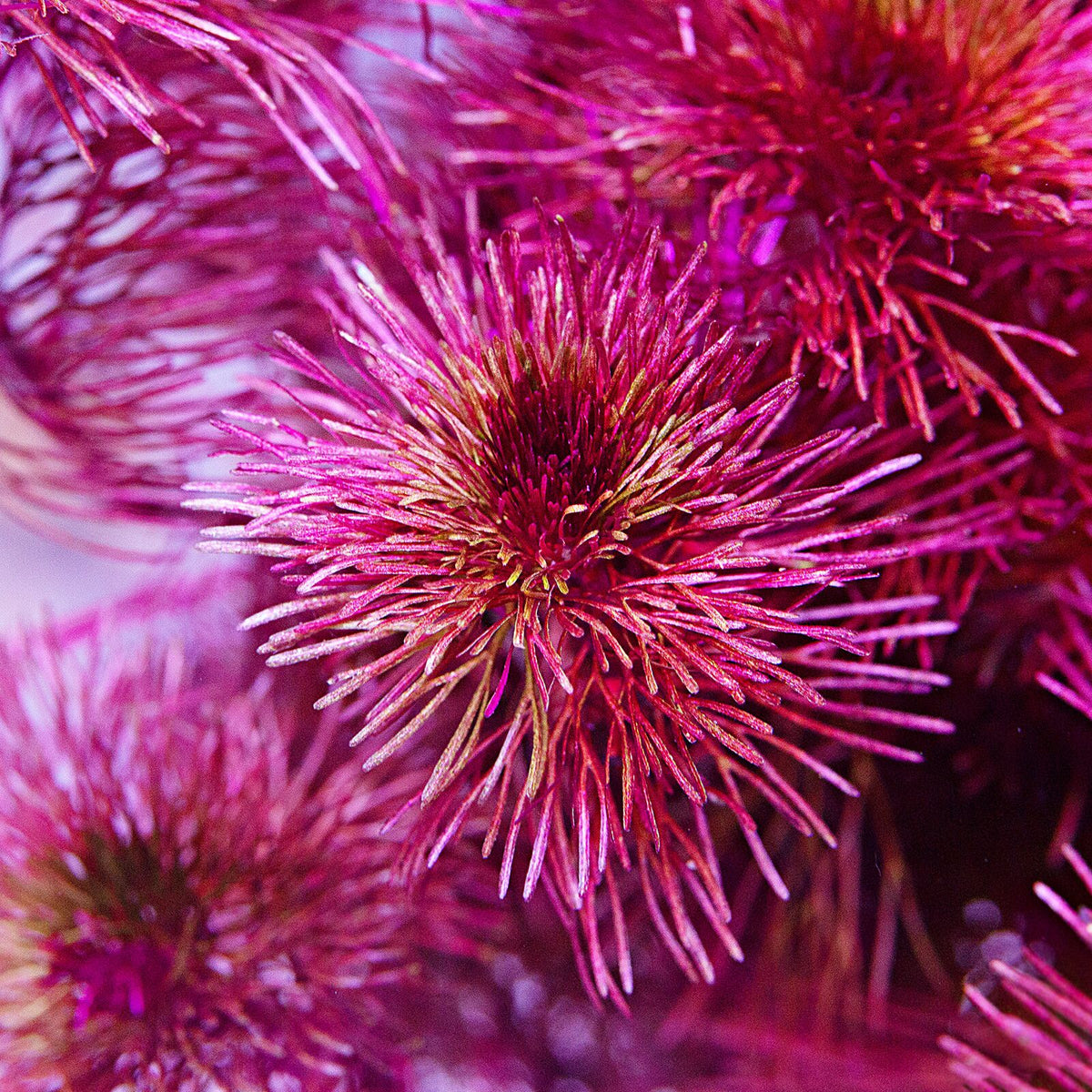 Pink Bloom AquaFlora Canada: Elevate Your Tank with Live Aquarium Plants