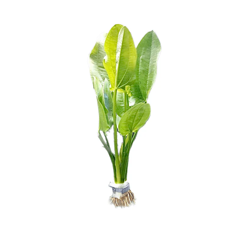 Echinodorus Muricatus Green