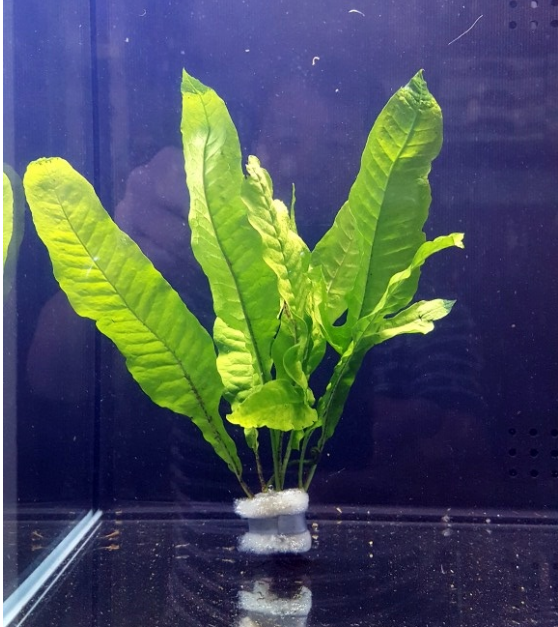 Microsorum pteropus "Java Fern"