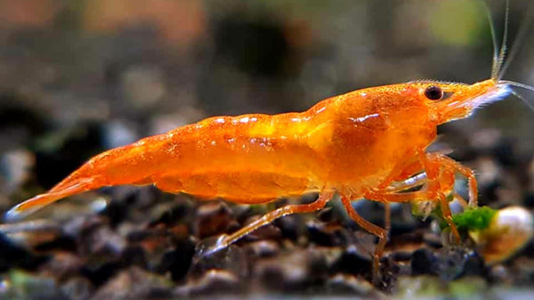 Sunkist Orange Shrimp - Neocaridina davidi