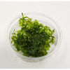 Pellia Moss - Monosolenium tenerum