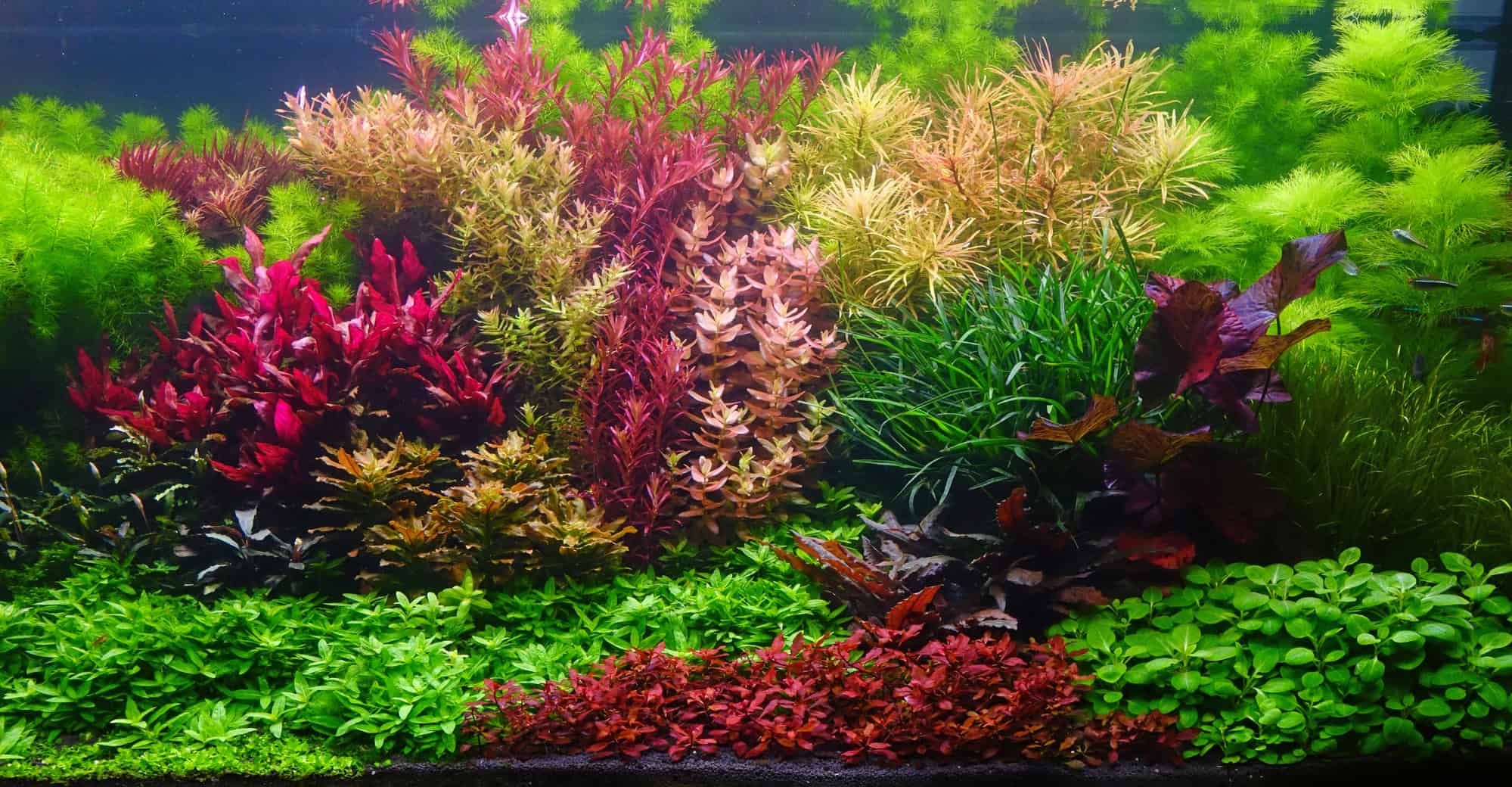 AquaFlora Canada Elevate Your Tank with Live Aquarium Plants