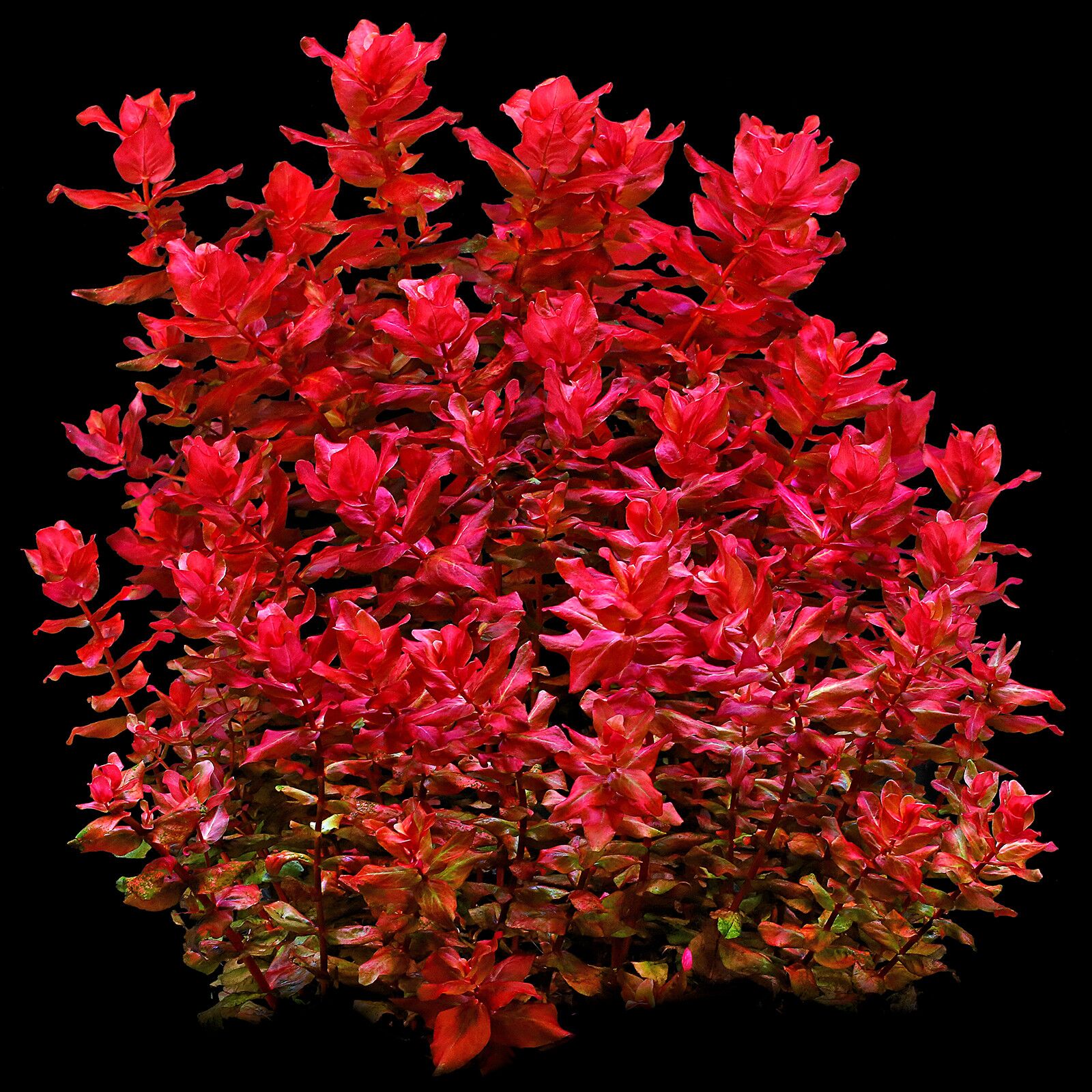 Rotala 