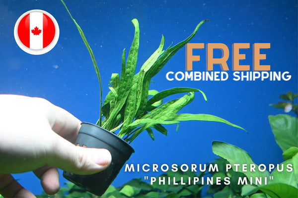 Microsorum pteropus "Philippines Mini"- Aquarium Plants - Aquatic Plants - Canada Seller - Combined Shipping