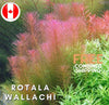Rotala "Wallachi" - Aquarium Plants - Aquatic Plants - Canada Seller - Combined Shipping