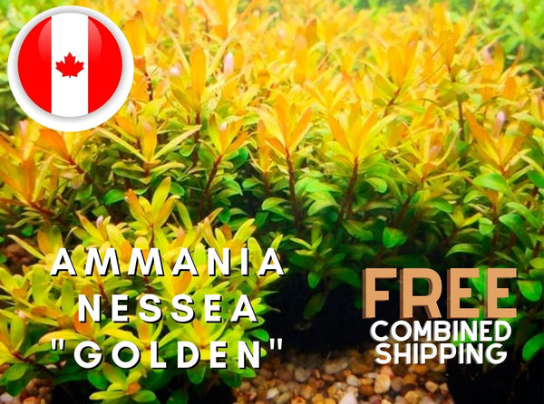 Rare - Ammania Nessea "Golden" - Aquarium Plants - Aquatic Plants - Canada Seller - Combined Shipping