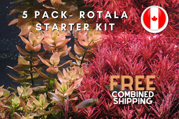 5 Pack - Rotala Starter Kit - Colourful Aquarium Plants - Aquatic Plants - Canada Seller - Combined Shipping