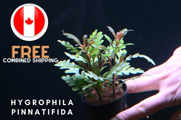 Hygrophila Pinnatifida - Aquarium Plants - Aquatic Plants - Canada Seller - Combined Shipping