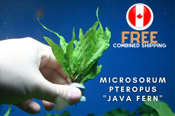 Microsorum pteropus "Java Fern" - Aquarium Plants - Aquatic Plants - Canada Seller - Combined Shipping