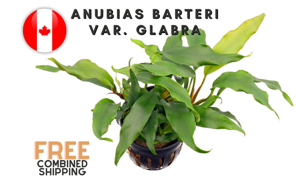 Anubias Barteri var. Glabra - Potted - 1 rhizome (4-7 leaves) - Easy - Aquarium Plants - Aquatic Plants - Canada Seller - Combined Shipping