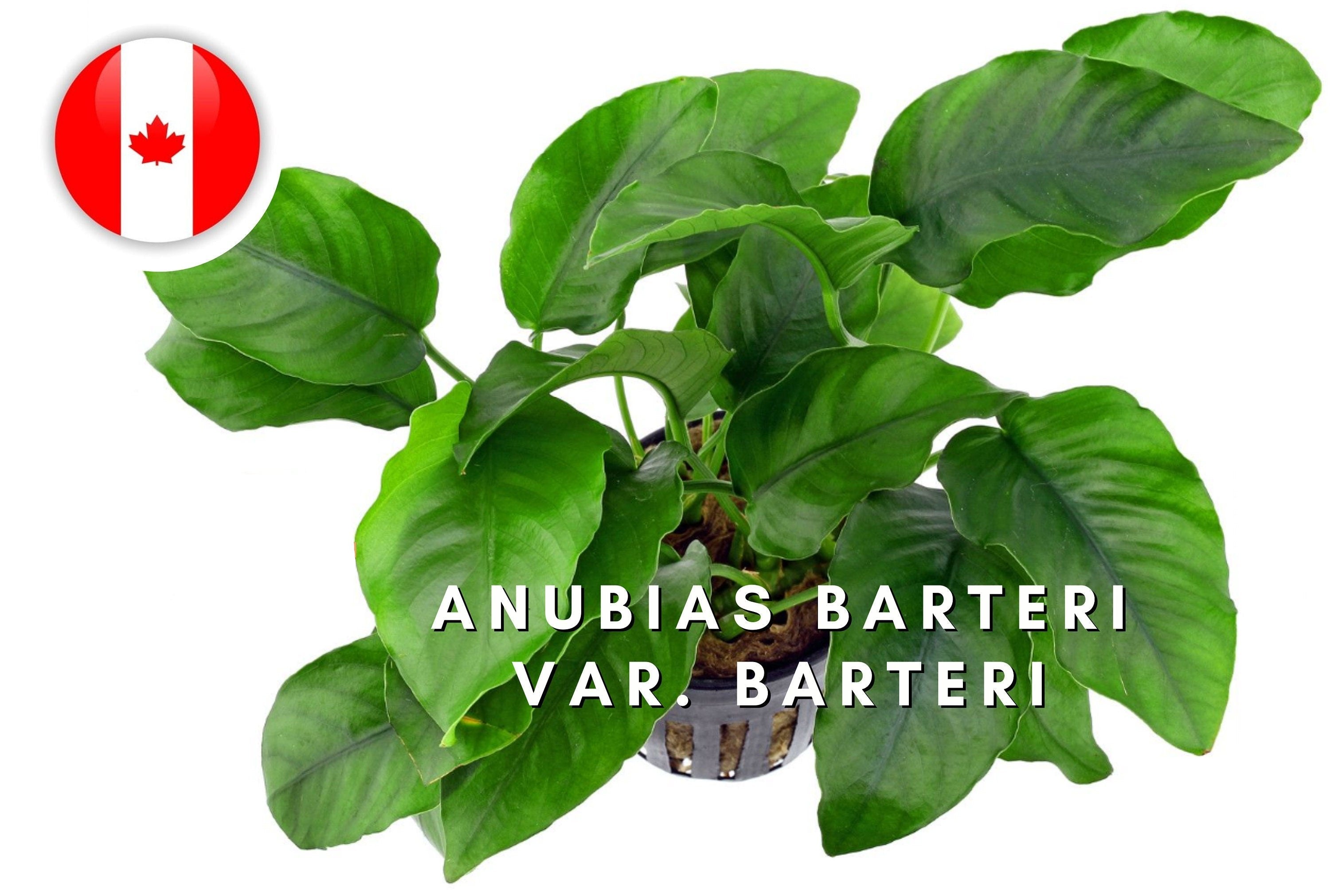 Mother Plant XXL- Anubias Barteri var. Barteri - 30CM tall - Easy - Aquarium Plants - Aquatic Plants - Canada Seller - Combined Shipping