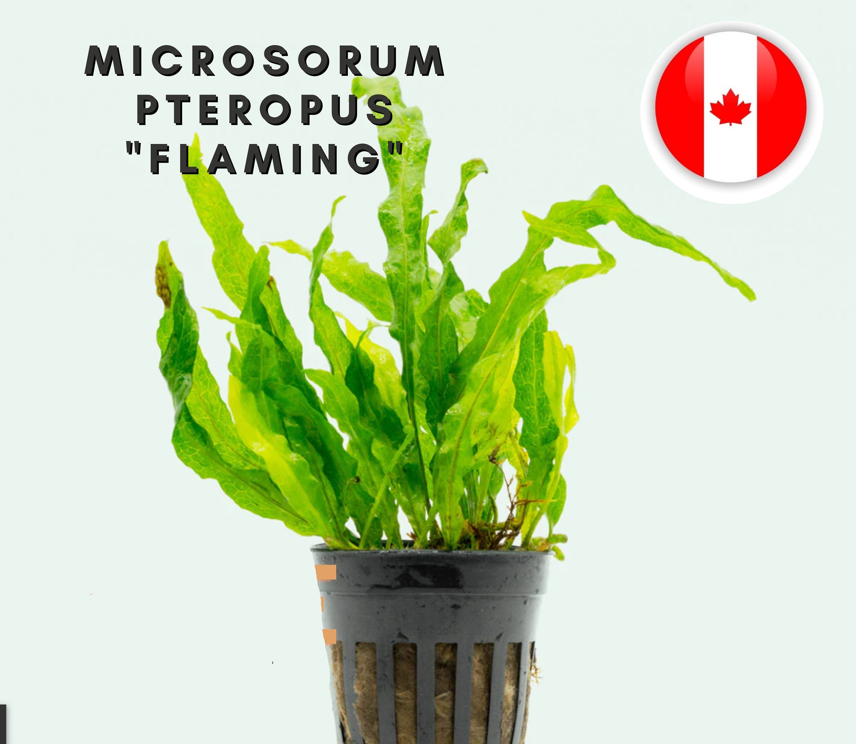 Java Fern Microsorum Pteropus "Flaming"- Potted - 6-8 leaves - Easy - Aquarium Plants - Aquatic Plants - Canada Seller - Combined Shipping