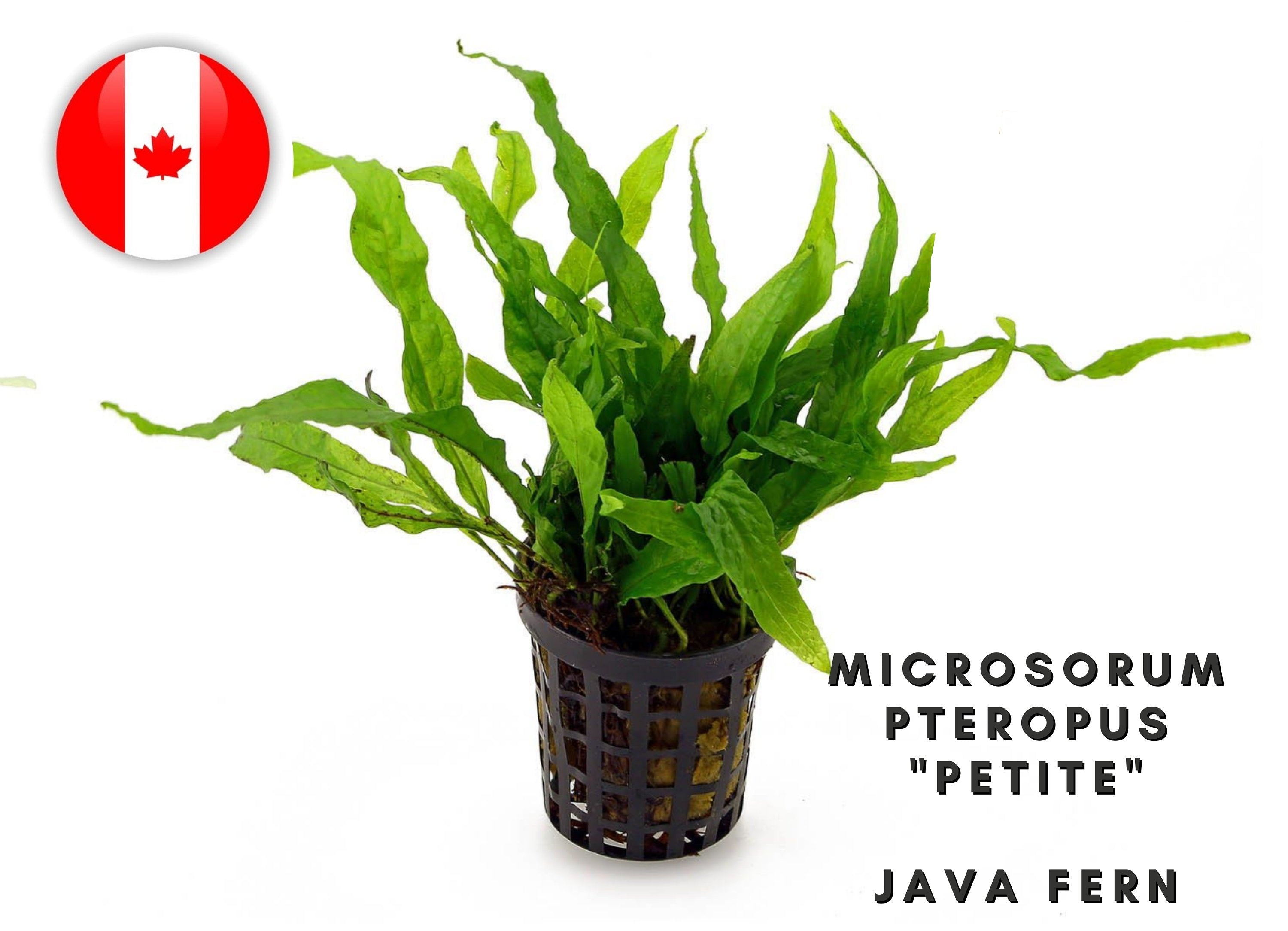 Microsorum - Java Ferns