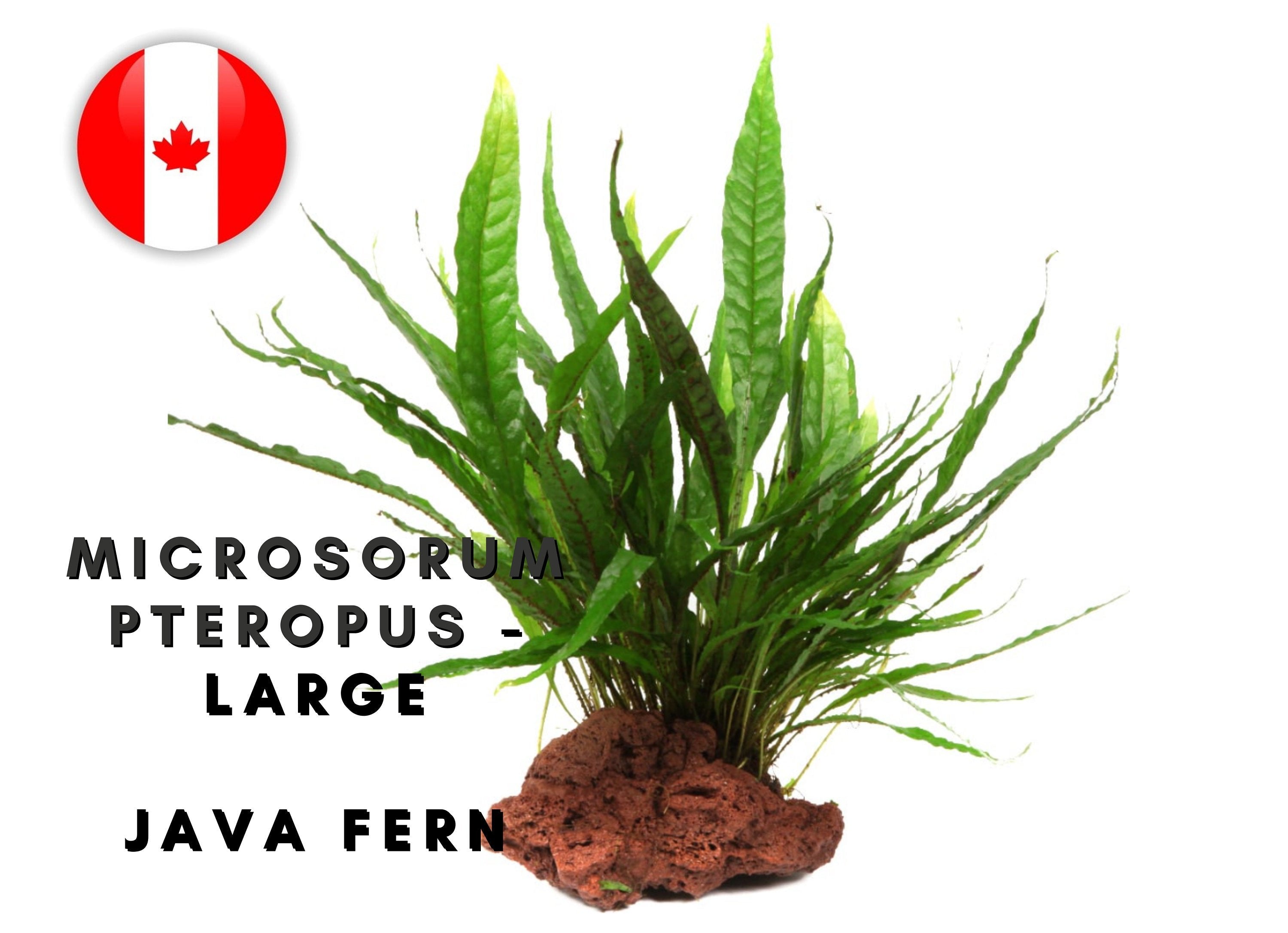 Java Fern Microsorum Pteropus "XL" - 6-10 leaves - Easy - Aquarium Plants - Aquatic Plants - Canada Seller - Combined Shipping