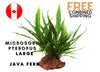 Java Fern Microsorum Pteropus "XL" - 6-10 leaves - Easy - Aquarium Plants - Aquatic Plants - Canada Seller - Combined Shipping