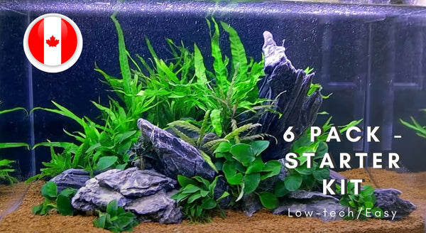 Premium Easy Starter (6) pack - Low tech - Easy Plants- Aquarium Plants - Aquatic Plants - Canada Seller - Combined Shipping