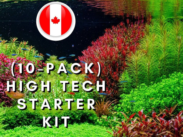 10 Pack - High tech Starter Kit - Colourful Aquarium Plants - Aquatic Plants - Canada Seller - Combined Shipping
