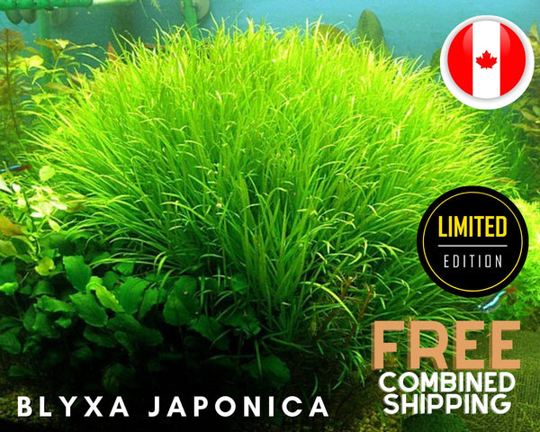 Blyxa Japonica Rare - Limited Quantities - Easy - Aquarium Plants - Aquatic Plants - Canada Seller - Combined Shipping
