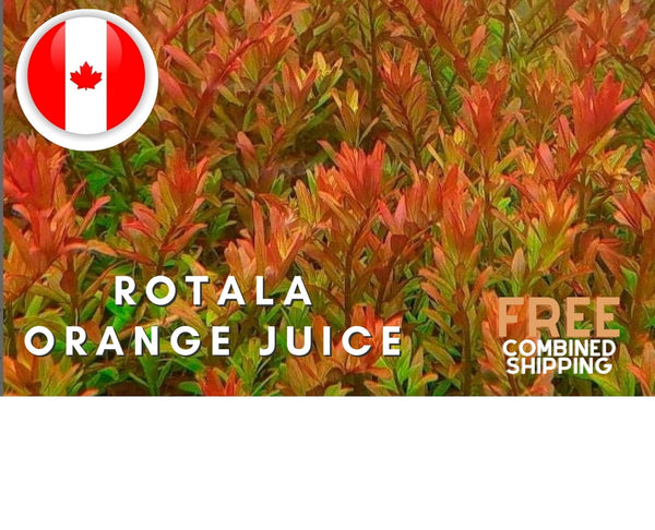 Rotala "Orange Juice" - Aquarium Plants - Aquatic Plants - Canada Seller - Combined Shipping