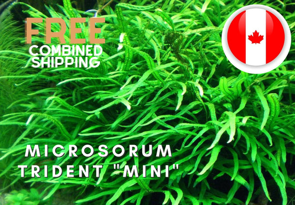 Microsorum Trident "MINI" - Rare - 6-8 stems - Aquarium Plants - Aquatic Plants - Canada Seller - Combined Shipping