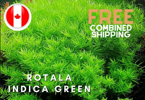 Rotala Indica Green - - Aquarium Plants - Aquatic Plants - Canada Seller - Combined Shipping