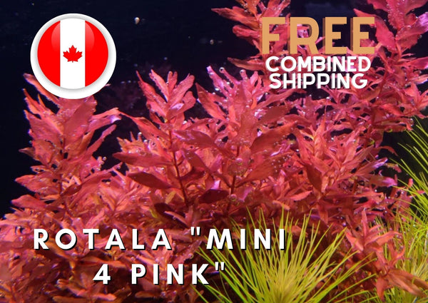 Rare** Rotala Macranda "Mini 4 Pink" - Aquarium Plants - Aquatic Plants - Canada Seller - Combined Shipping