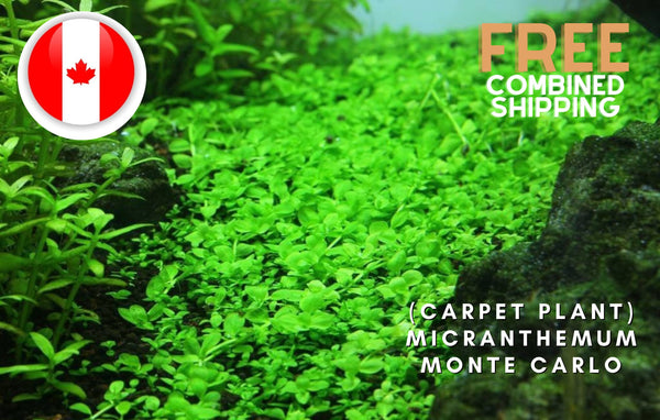 Carpeting Plant - Micranthemum Monte Carlo - Aquatic Plants - Canada Seller - Combined Shipping