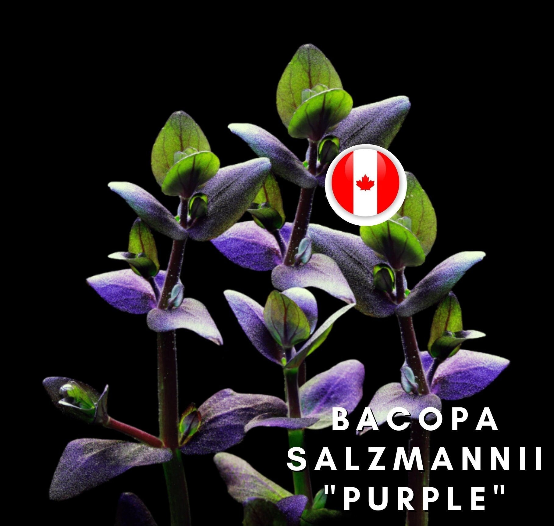 Bacopa salzmannii sp "Purple" - Aquatic Plants - Canada Seller - Combined Shipping