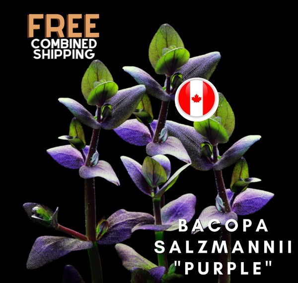 Bacopa salzmannii sp "Purple" - Aquatic Plants - Canada Seller - Combined Shipping